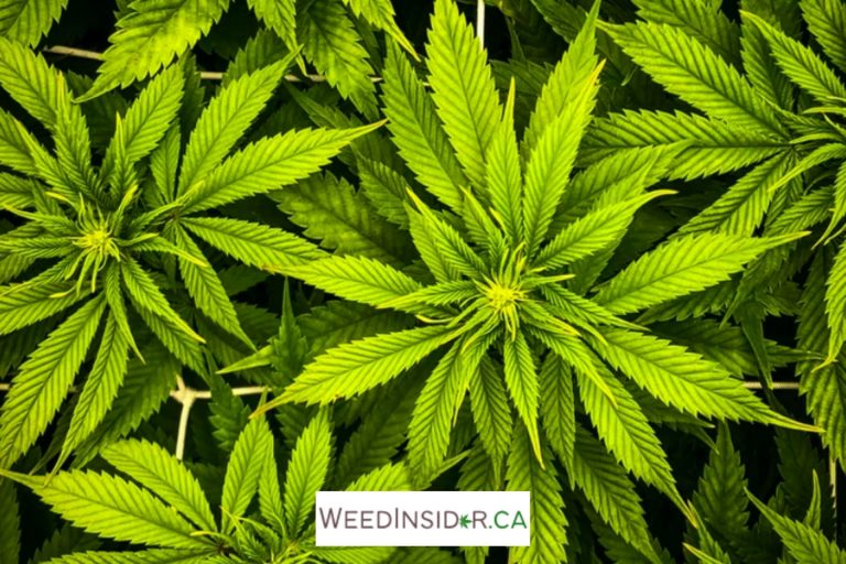 How to Prune Cannabis?￼